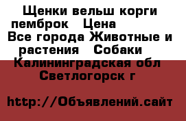 Щенки вельш корги пемброк › Цена ­ 70 000 - Все города Животные и растения » Собаки   . Калининградская обл.,Светлогорск г.